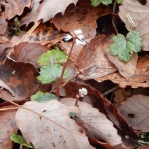 220325 山野草のエキ (63)