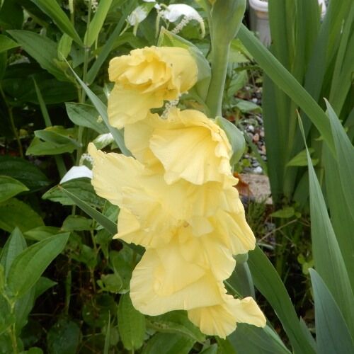 庭の花 グラジオラス 十両 アガパンサス ヘクソカズラ ホタルブクロ 食べるホウズキ パイナップルリリー 定年生活 庭の花 グラジオラス 十両 アガパンサス ヘクソカズラ ホタルブクロ 食べるホウズキ パイナップルリリー 定年生活