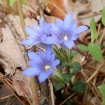 e230418 (3)山野草のエキ