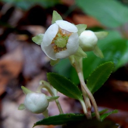 観察会 定年生活