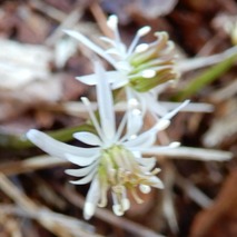 220303 山野草のエキ (12)