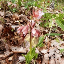 h230418 (45)山野草のエキ