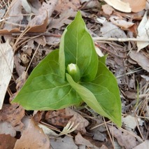220407 山野草のエキ (14)