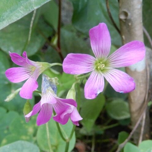庭の花 ムラサキカタバミ ヤブラン 定年生活