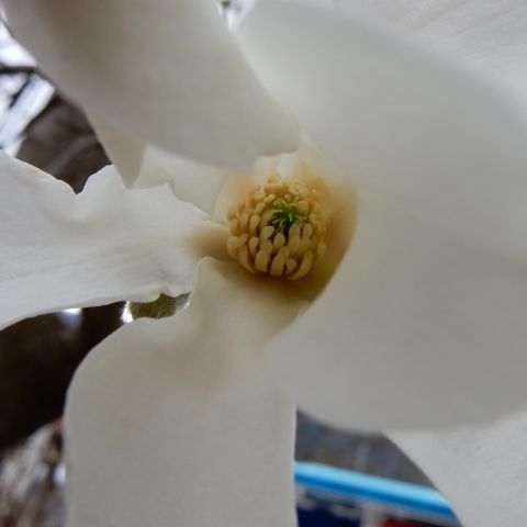 タムシバが雪降るごとき 定年生活