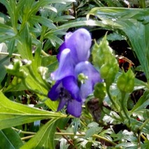 211020 山野草のエキ (27)