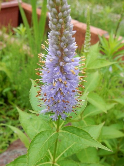 庭の花 クガイソウ オカトラノオ ハンゲショウ ヒメフウロ 定年生活