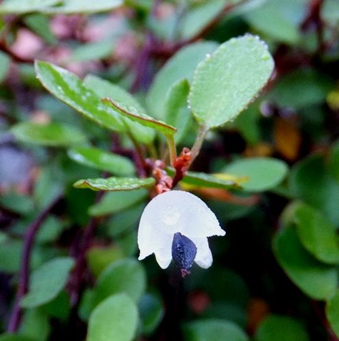 庭の花 ワイヤープランツの実 定年生活
