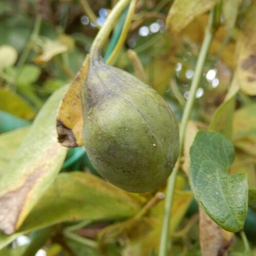 庭の花の実 ウマノスズクサノミ 実が付く事が珍しいって 定年生活 庭の花の実 ウマノスズクサノミ 実が付く事が珍しいって 定年生活