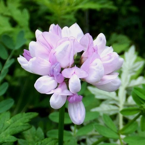 鹿野の花 タマザキクサフジ マタタビ コアジサイ 定年生活 鹿野の花 タマザキクサフジ マタタビ コアジサイ 定年生活