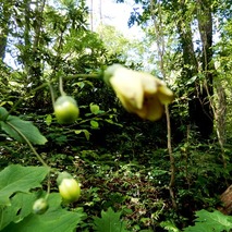 220723 山野草のエキ (53)