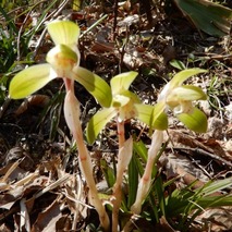 220404 山野草のエキ (128)
