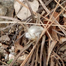 220311 山野草のエキ (1)