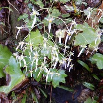 211020 山野草のエキ (11)