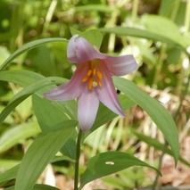 220522 山野草のエキ (34)