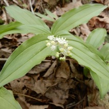 i230418 (54)山野草のエキ