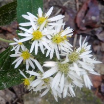 シラヤマギク221013 山野草のエキ (6)
