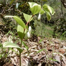 220428 山野草のエキ (63)