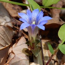 220422 山野草のエキ (7)