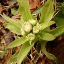 220311 山野草のエキ (33)