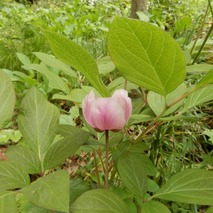 220519 山野草のエキ (129)