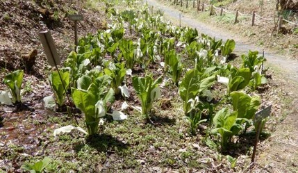 220404 山野草のエキ (40)