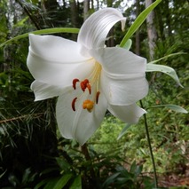 山野草のエキ (27)