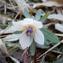 220303 山野草のエキ (27)-1