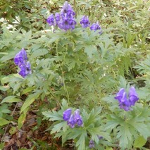 トリカブト221013 山野草のエキ (32)