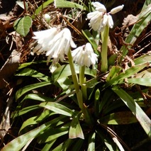 220404 山野草のエキ (17)