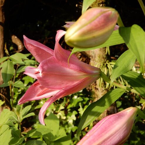 庭の花 オリエンタルユリ他 定年生活 庭の花 オリエンタルユリ他 定年生活