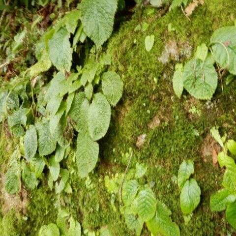 真央ちゃん イワタバコを食べる 定年生活
