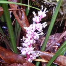 211020 山野草のエキ (44)