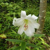 220618 山野草のエキ (41)