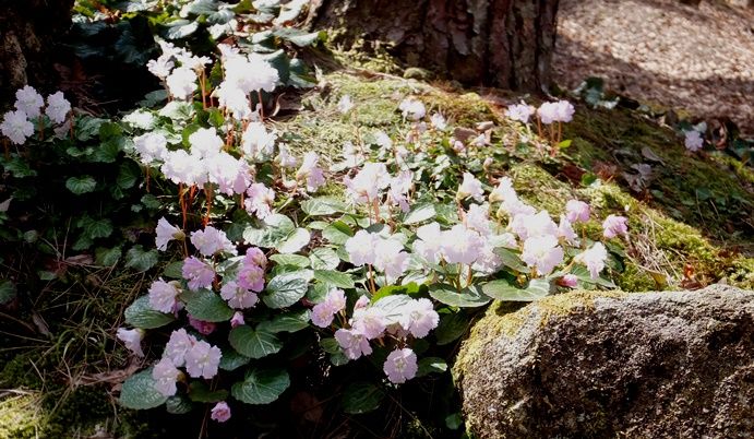 さくやのお庭 イワウチワ 定年生活 さくやのお庭 イワウチワ 定年生活