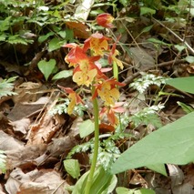 220428 山野草のエキ (35)