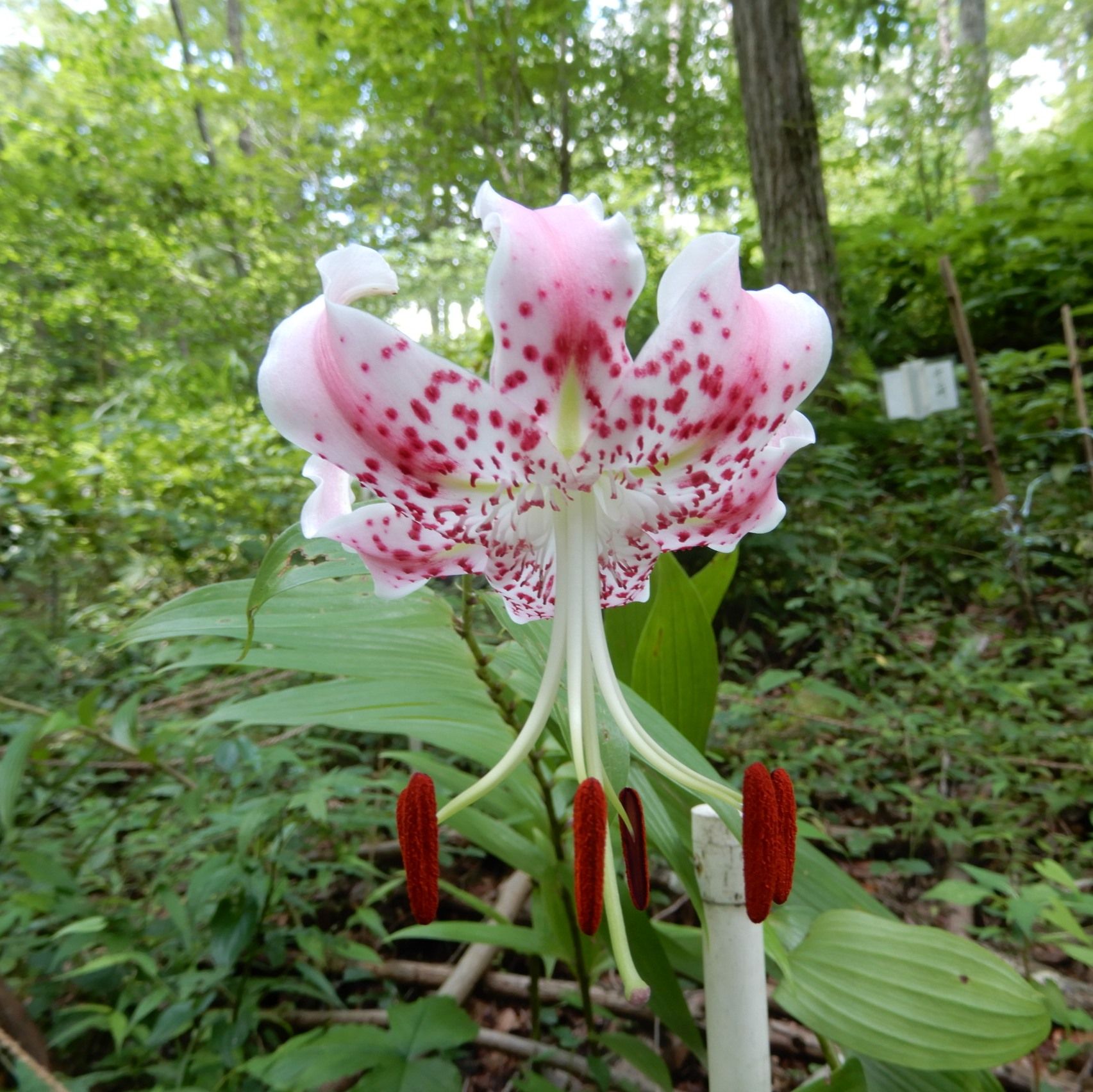 山野草のエキ 直近で咲いた花 カノコユリ サギソウ マツカゼソウ ミナツキ キツネノカミソリ ソバナ ハナウド キレンゲショウマ レンゲショウマ コンテリクラマゴケ他 定年生活