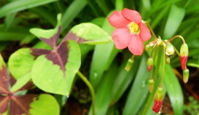 庭の花 ラッキークローバー 定年生活