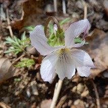 220404 山野草のエキ (124)