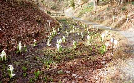 220325 山野草のエキ (27)