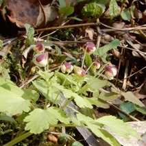 220407 山野草のエキ (73)