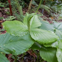 山野草のエキ (24)