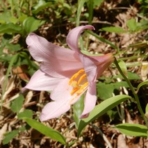 220522 山野草のエキ (43)