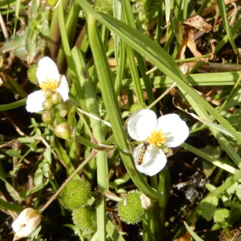 秋 田んぼの畔の花 イボクサ オモダカ ミゾカクシ キンエノコログサ他 定年生活 秋 田んぼの畔の花 イボクサ オモダカ ミゾカクシ キンエノコログサ他 定年生活
