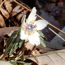 220303 山野草のエキ (22)