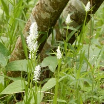 220505 山野草のエキ (40)