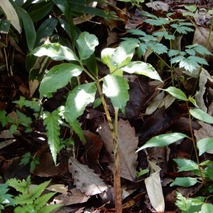 220422 山野草のエキ (22)