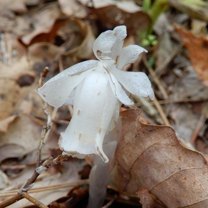 220428 山野草のエキ (124)