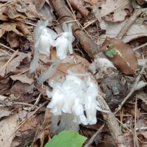 220519 山野草のエキ (139)