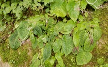 山野草のエキ (60)